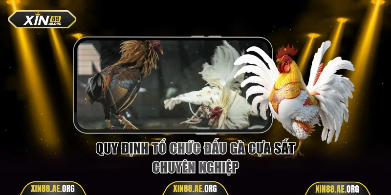 Quy định tổ chức đấu gà cựa sắt chuyên nghiệp